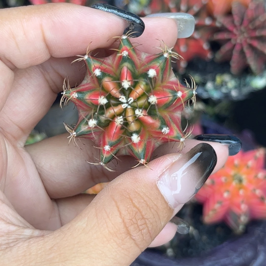 泰系米哈锦，实生裸根发货