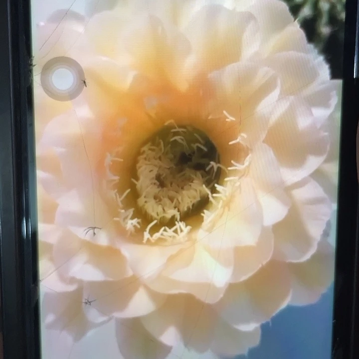 嘟8号2.5公分以上一代自根福利