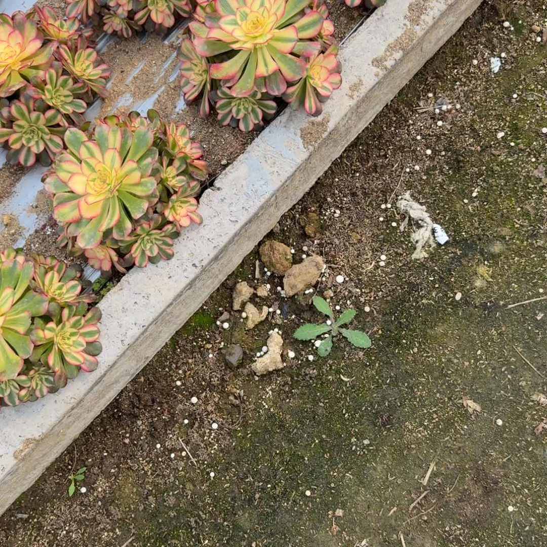 *****214到春天费用。多肉植物