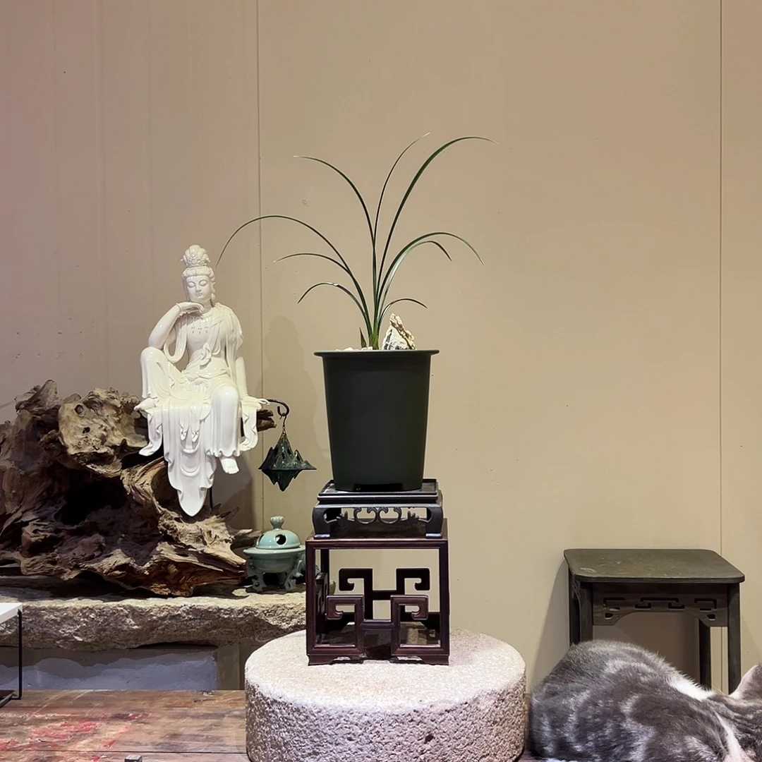 大部分花苞少量开放黄金奇艳