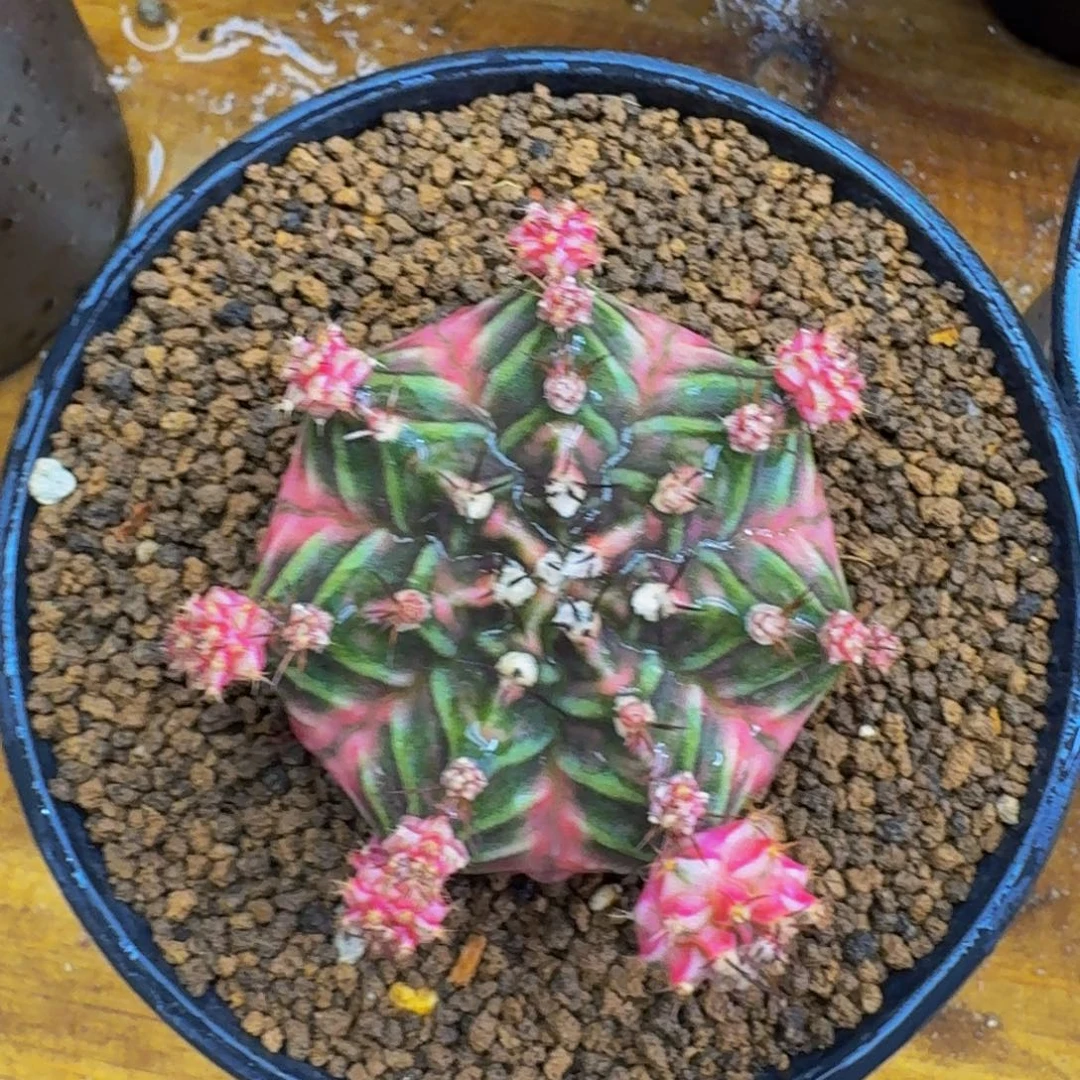 出侧牙0000000000288