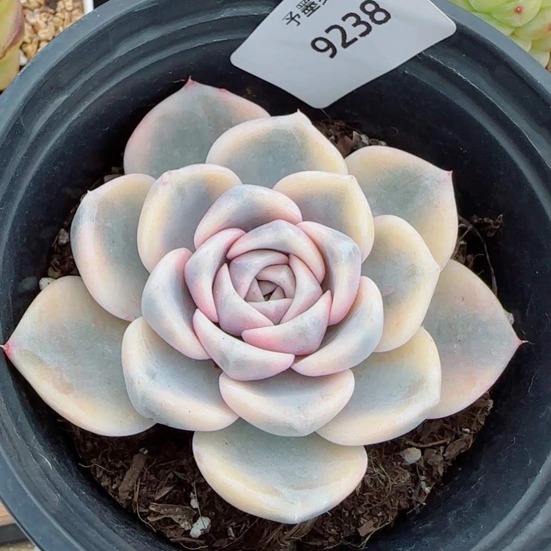 汉堡锦，9238多肉植物