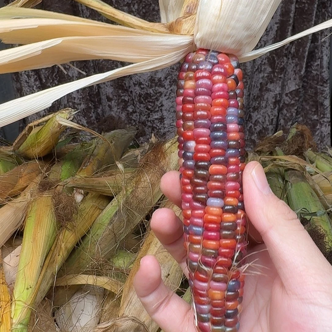 h***i吊坠柏香籽/百香籽