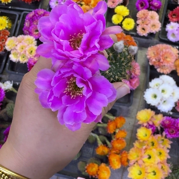 243丽花101歪无根侧牙3公分左右，20包邮