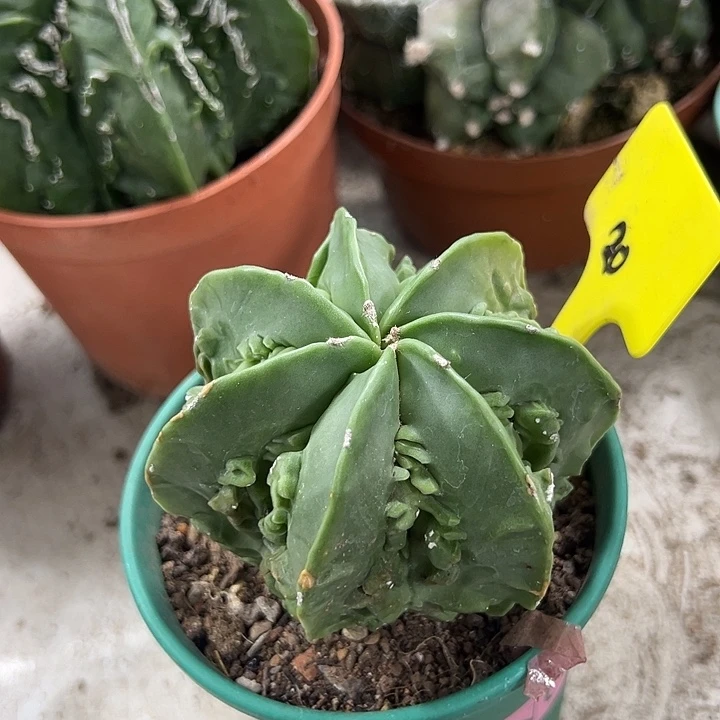 仙人球仙人球仙人球