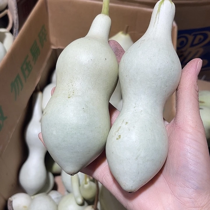 大果紫檀（缅甸花梨）懂