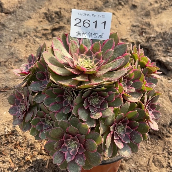 2611粉花妖的人多肉的