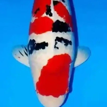锦鲤各种品种补差价链接