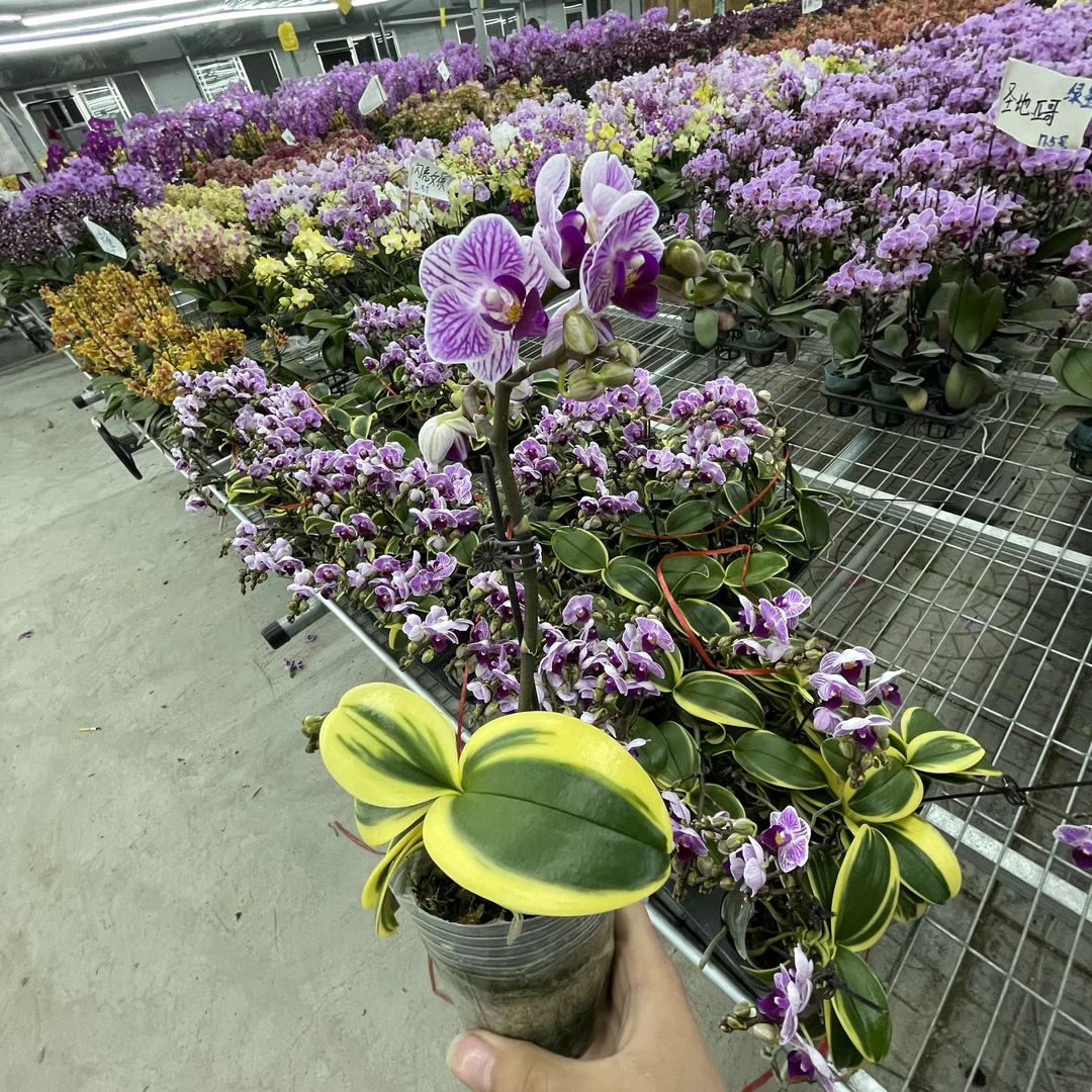 【花之漫】（金边小飞象）2.8寸杯单剑蝴蝶兰花卉居家阳台花卉