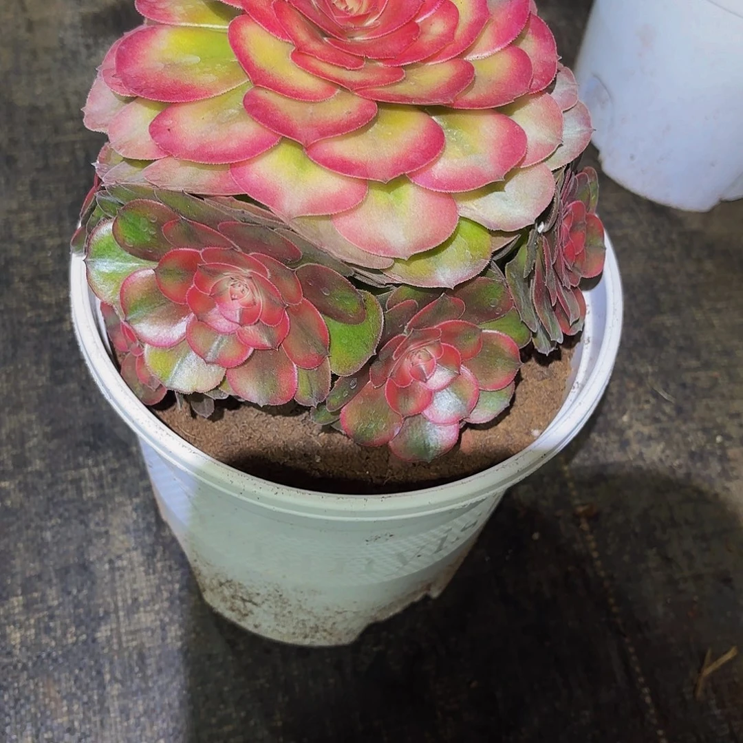 用***3254多肉植物植物发