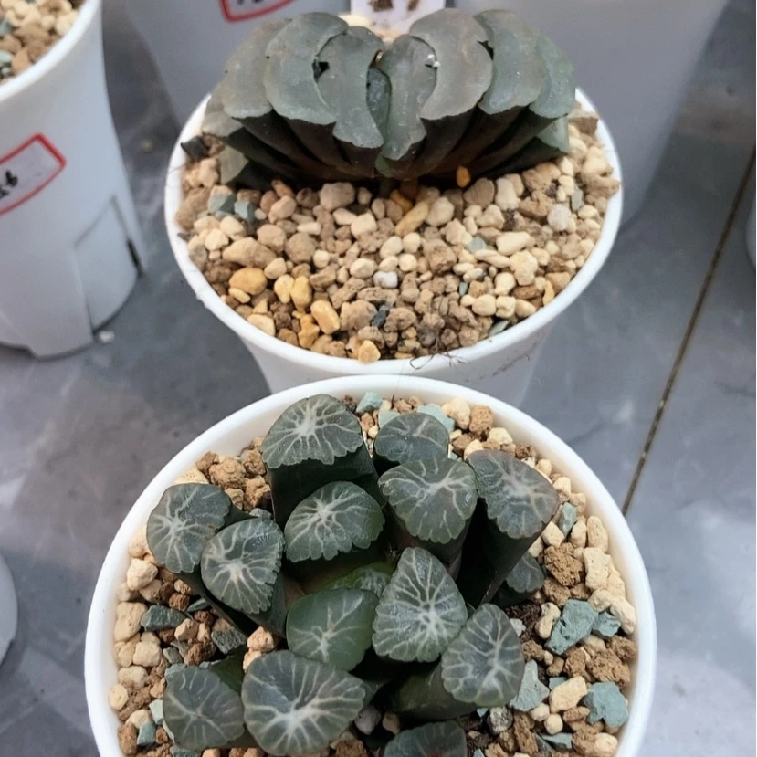 【闪购商品】白瓷白美人6