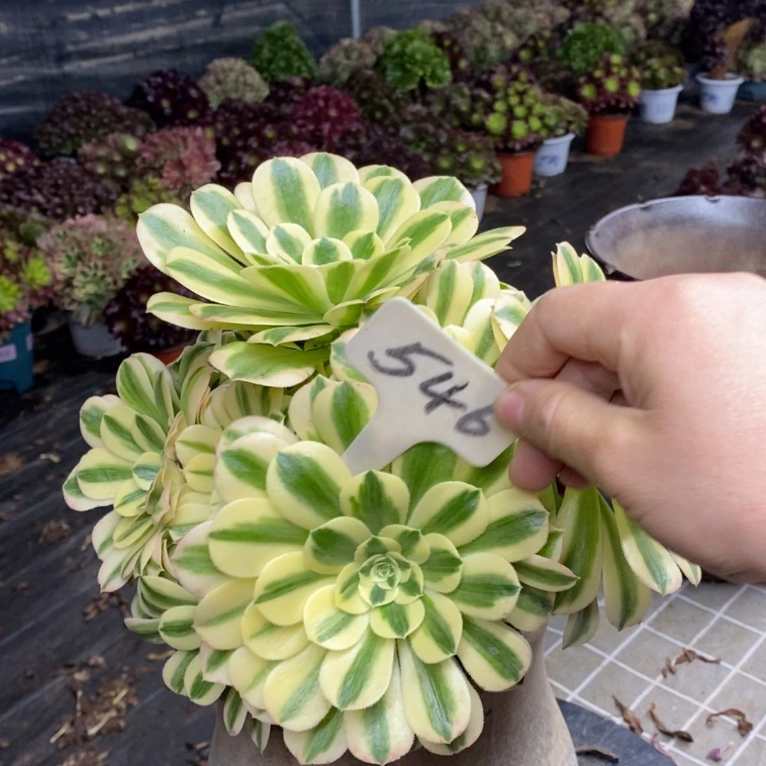 红陶546迈巴赫一物一拍