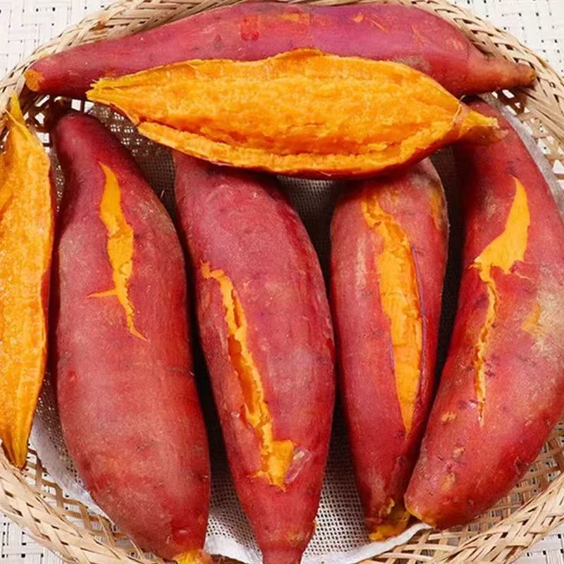 【产地直发】新鲜现挖云南山地西瓜红蜜薯软糯香甜健康粗粮