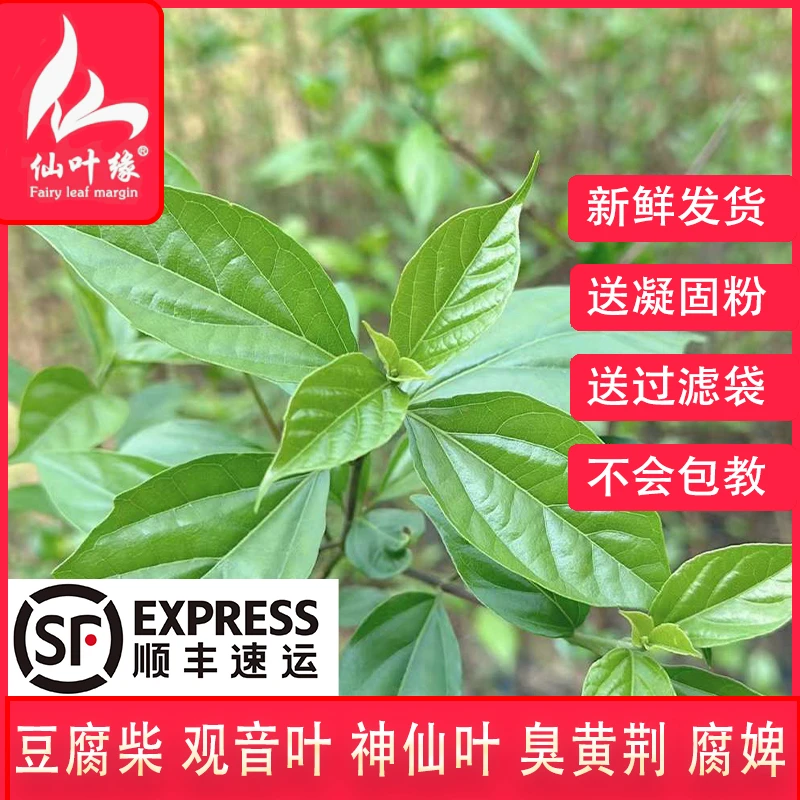 豆腐柴神仙豆腐鲜叶臭黄荆腐婢青草豆腐温州特产