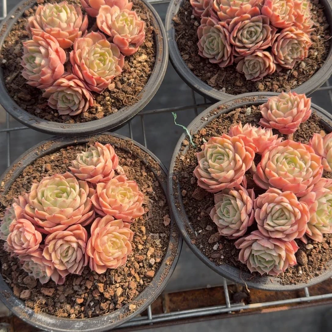 小脸昂斯诺多肉植物