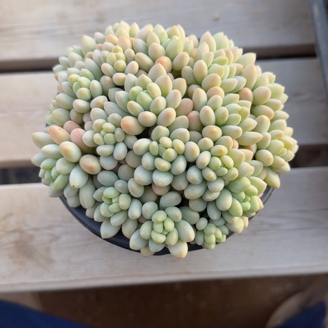 鱼子酱老桩五十包邮12-13厘米