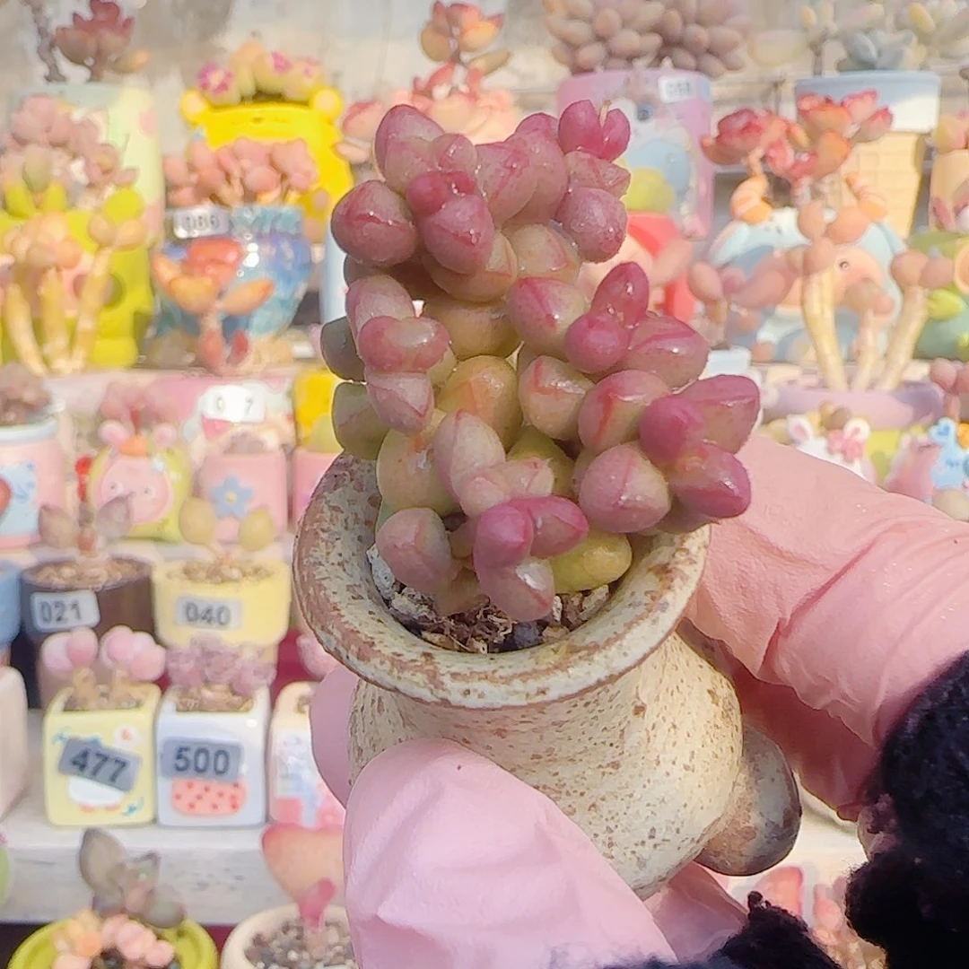 L 小紫球 盆口2.5