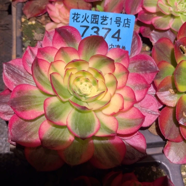海仙7374多肉植物