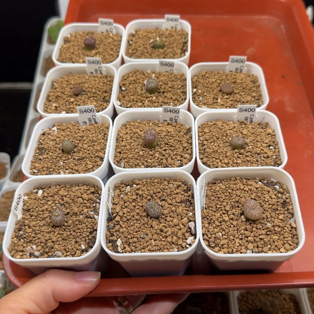 X***啦肉锥多肉植物组合-有疤1505