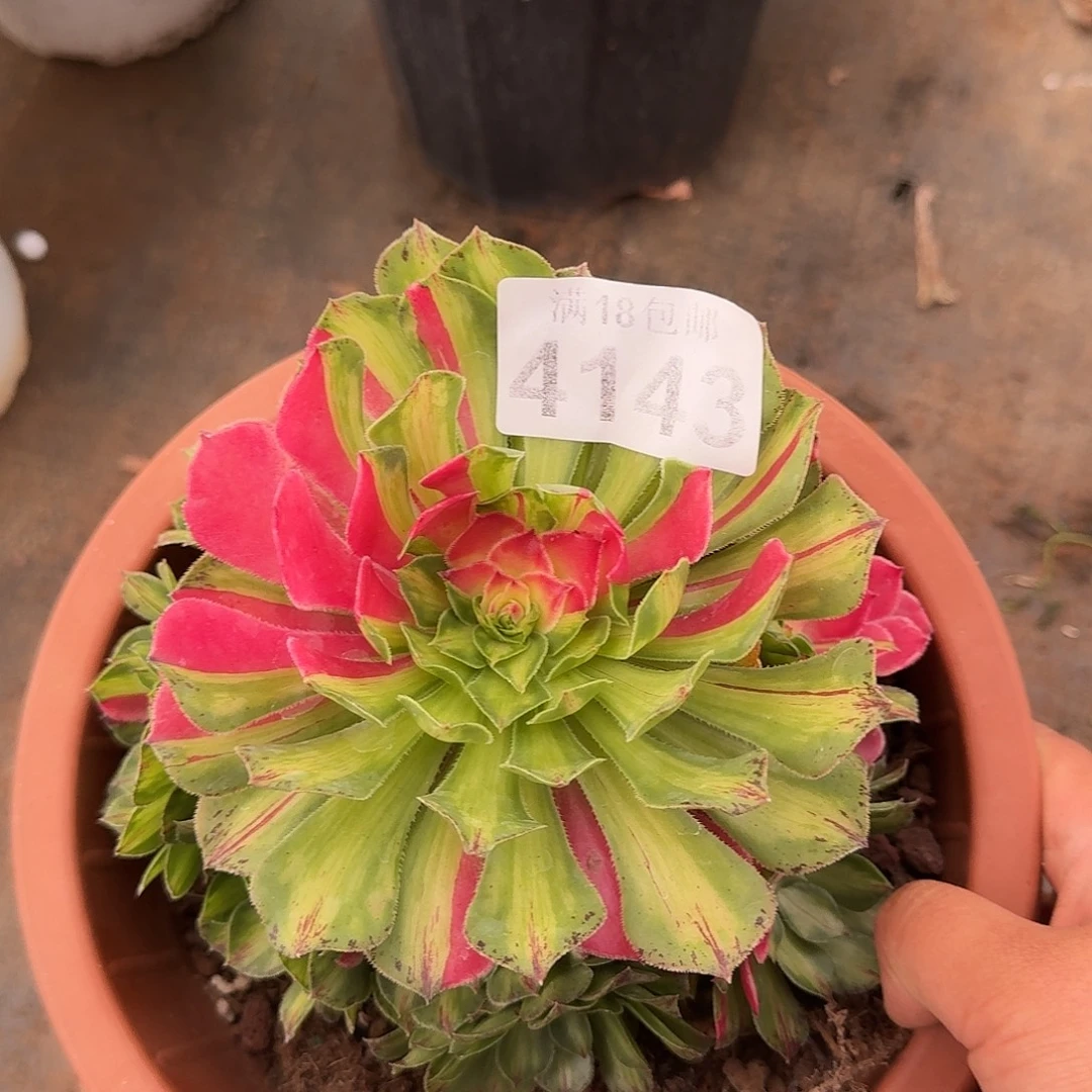 143知否带根多肉植物