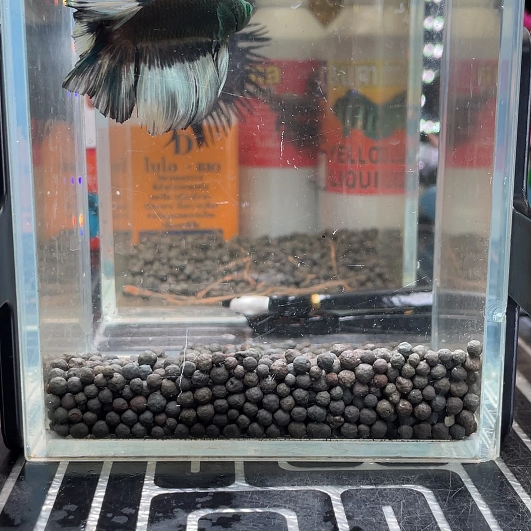 斗鱼45号126早绿半