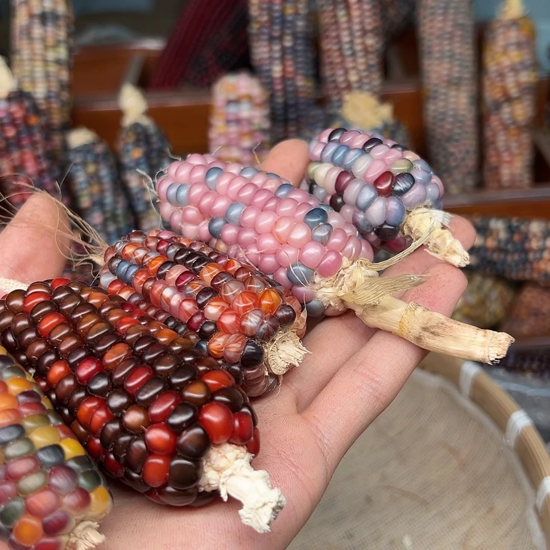 李****露文玩玉米毛料精品