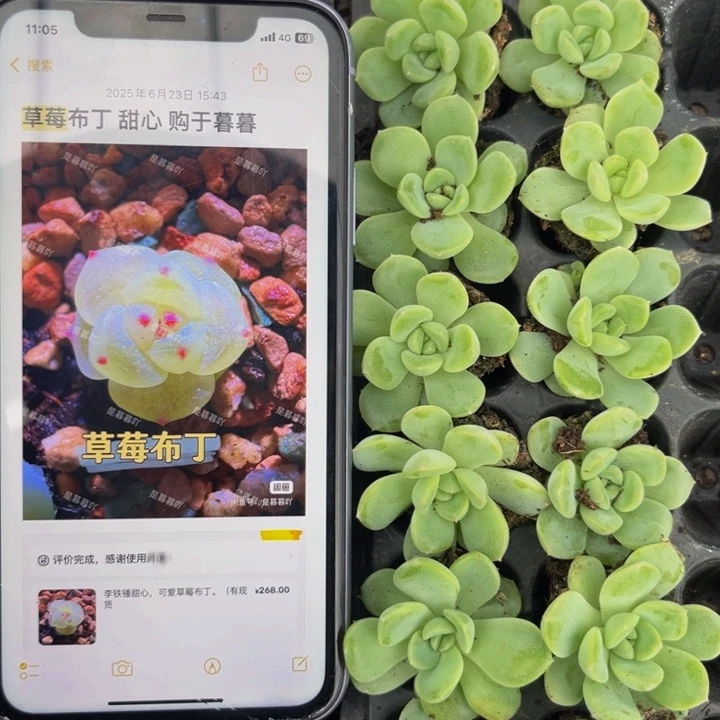 可爱草莓布丁，满9.9包邮