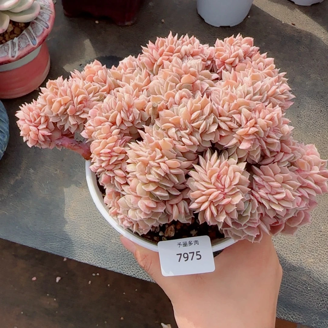 昂缀化，7975多肉植物