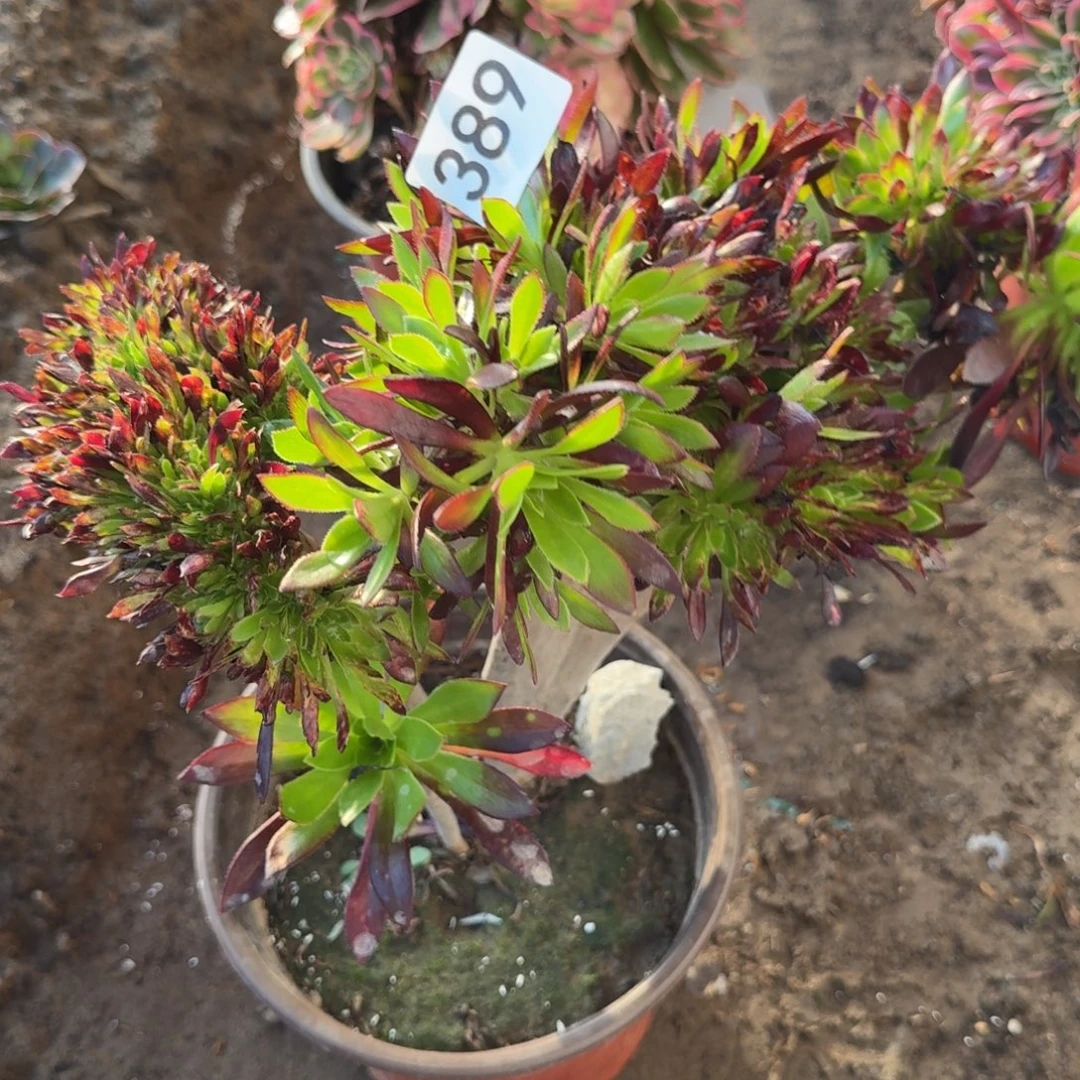 黑法师缀法师多肉389号法师多肉