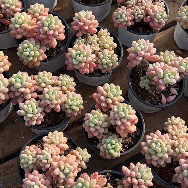 泡泡酱        福利多多