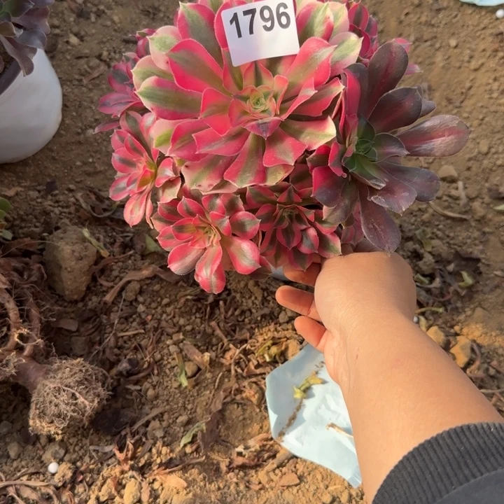 1796粉女巫清棚处理不包断枝