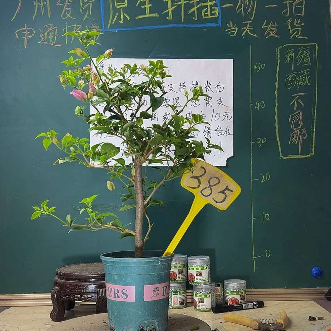 当前无花栽培后可以开花 巴西紫 385