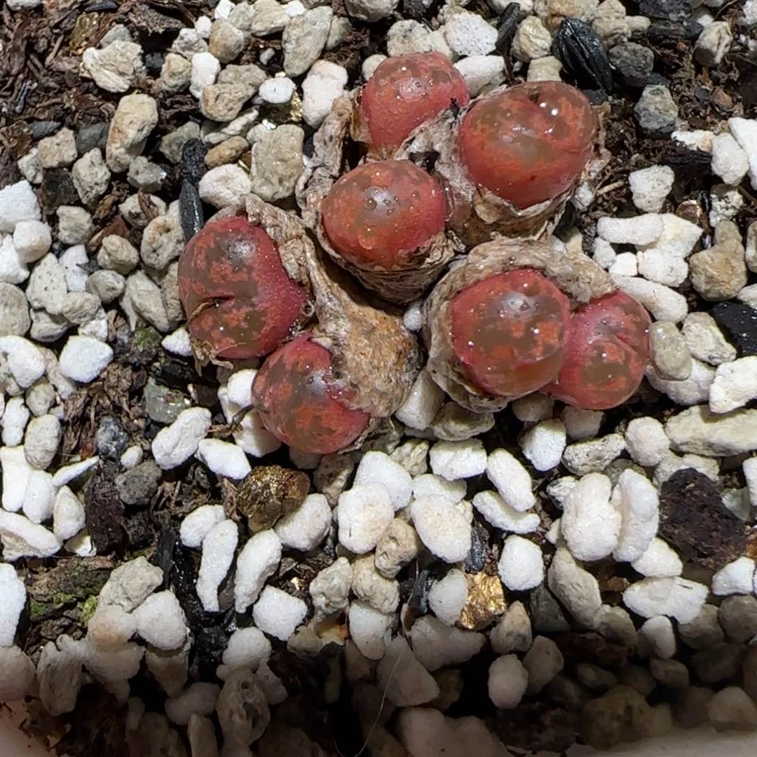 绑***咪肉锥多肉植物百科-1191