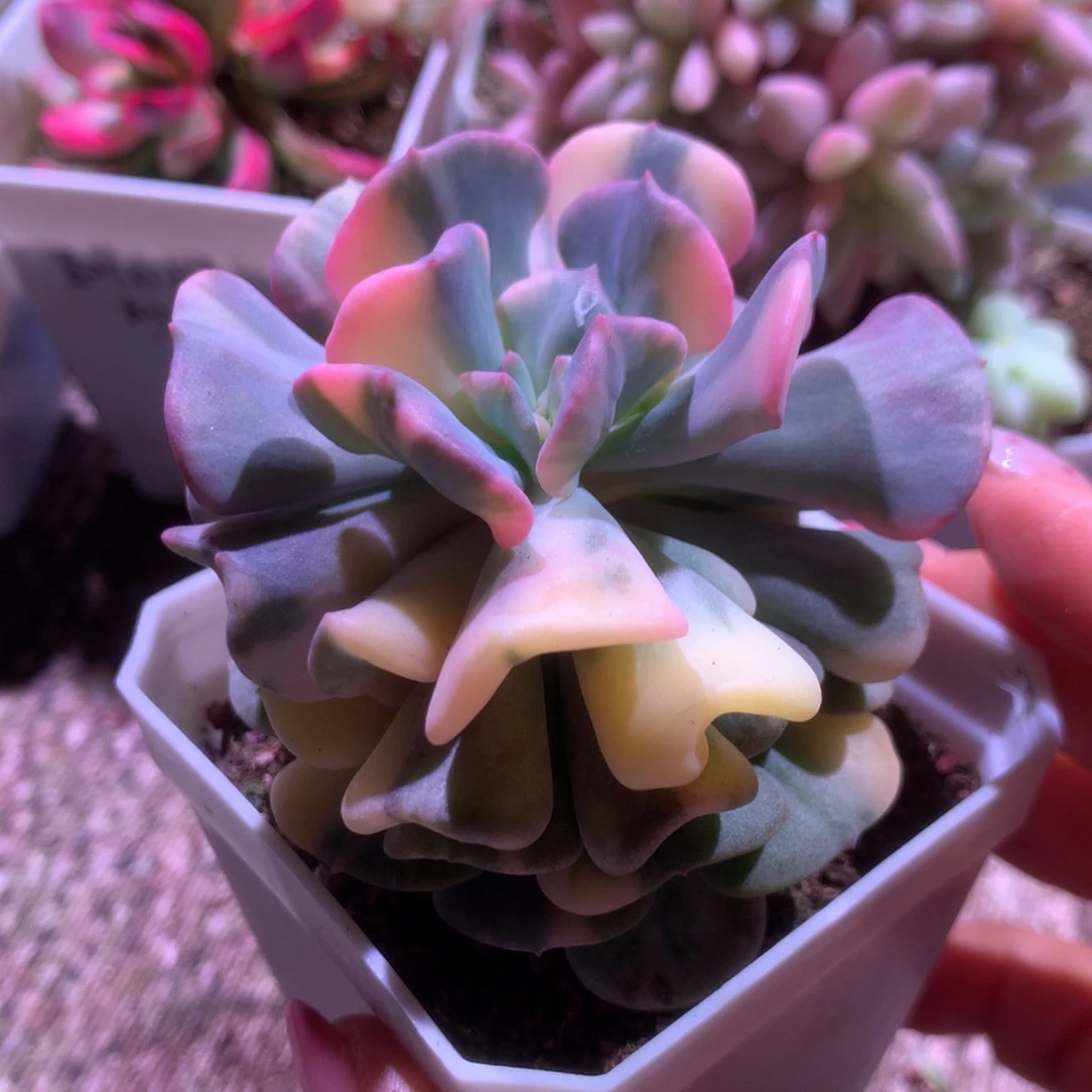 雪精灵拉丝锦有根