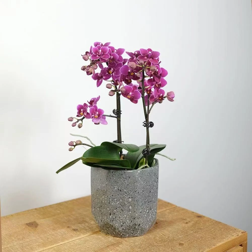 【思芹花卉|紫星蝴蝶兰】蝴蝶兰盆栽，京东空运包邮