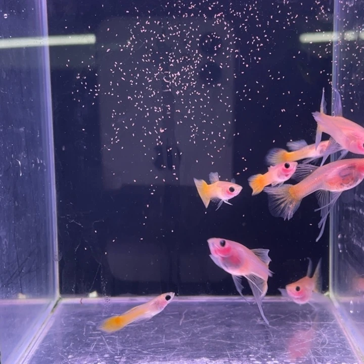 孔雀鱼黄金玻璃猫C4对