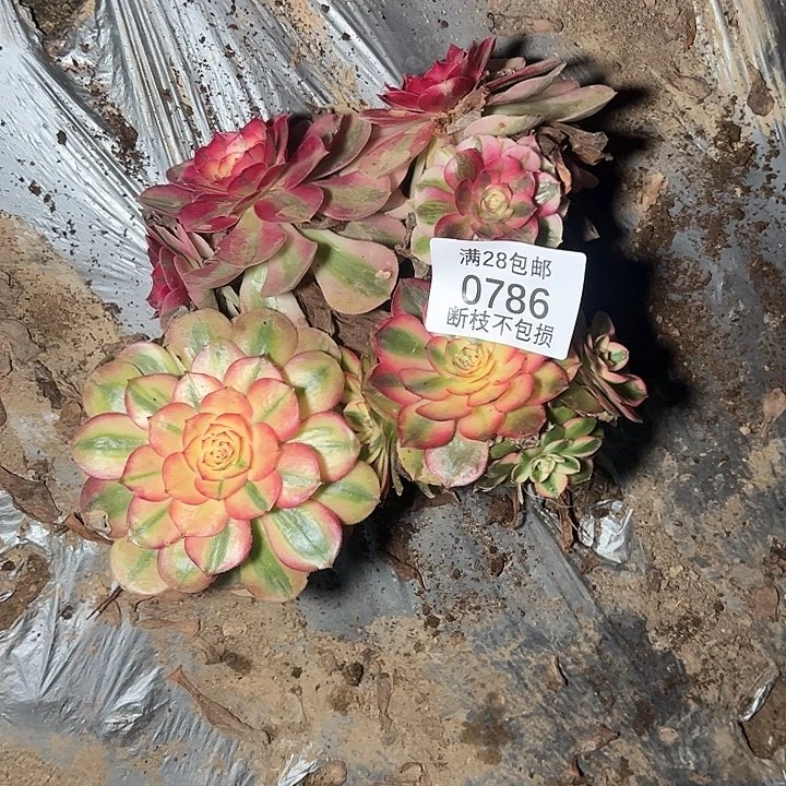 0786倾城荔枝各两颗