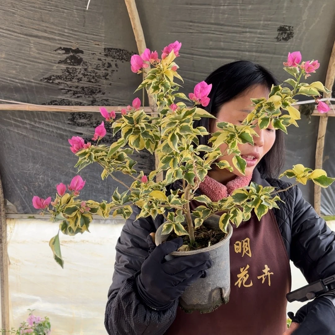 弹***)全部花苞（国姐7734）三角梅会掉花掉叶有大有小