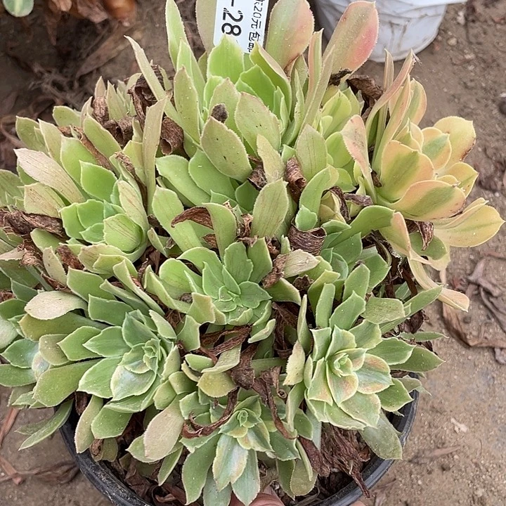 281光辉多肉植物法师