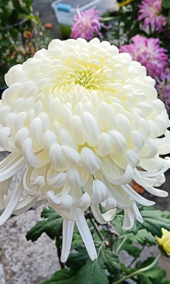 【国华万舞2颗】菊花苗 对版对图（打标签）室内外盆栽地栽