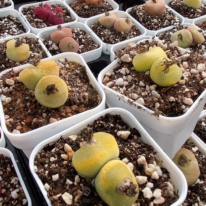 3536双头黄金蟠桃一颗