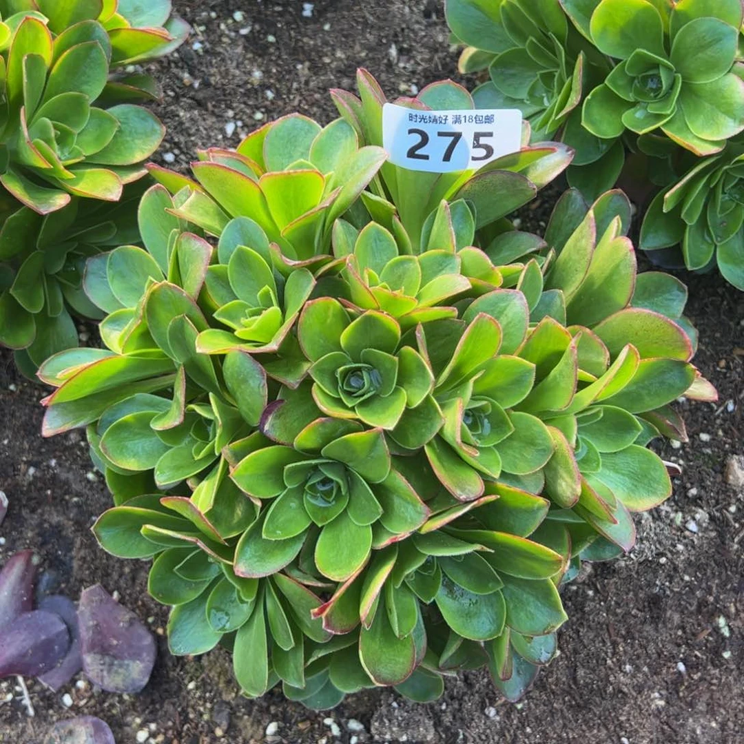 275魅金玫瑰多肉植物