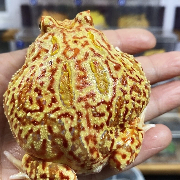 角蛙311号精品血丝南瓜