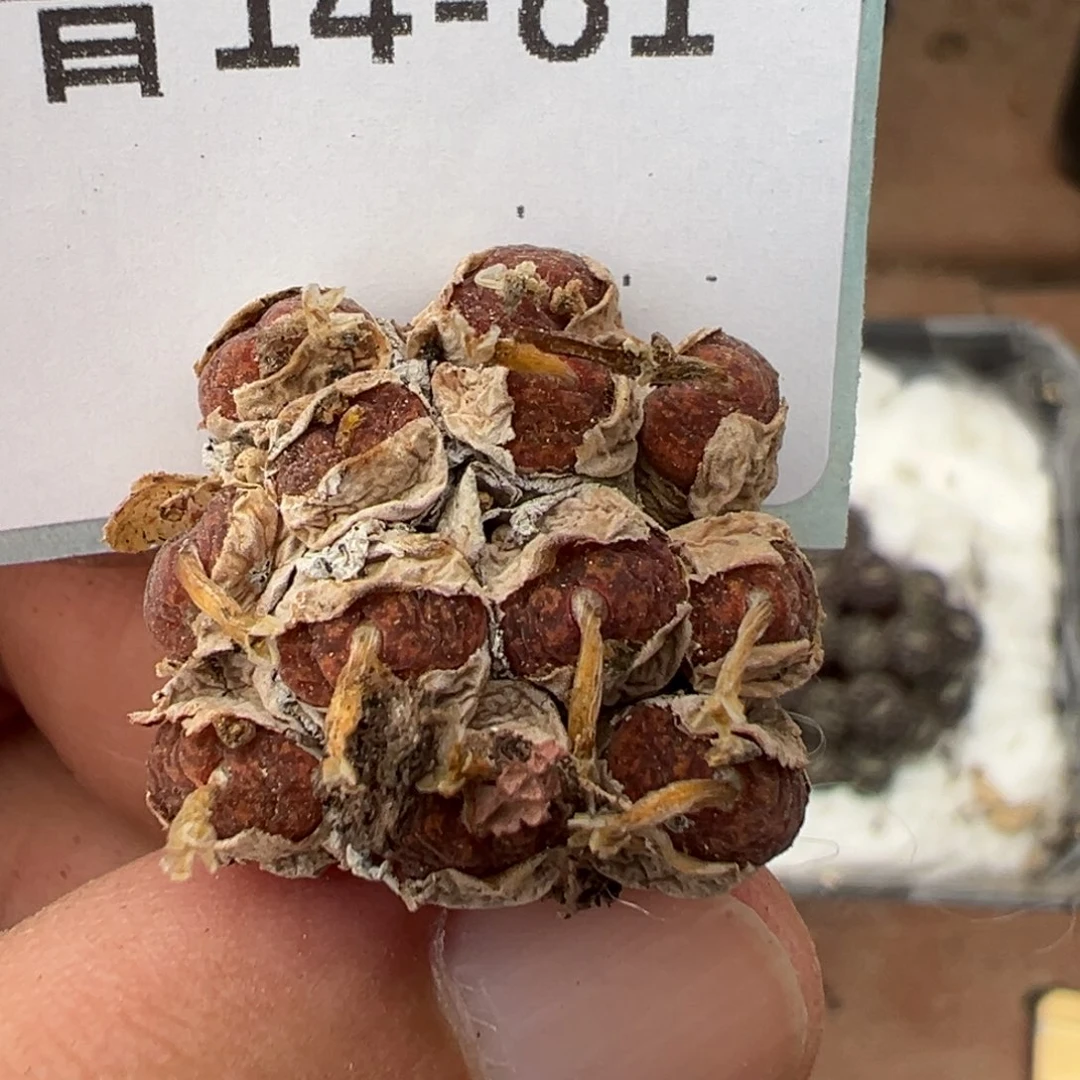 14-81肉锥多肉植物