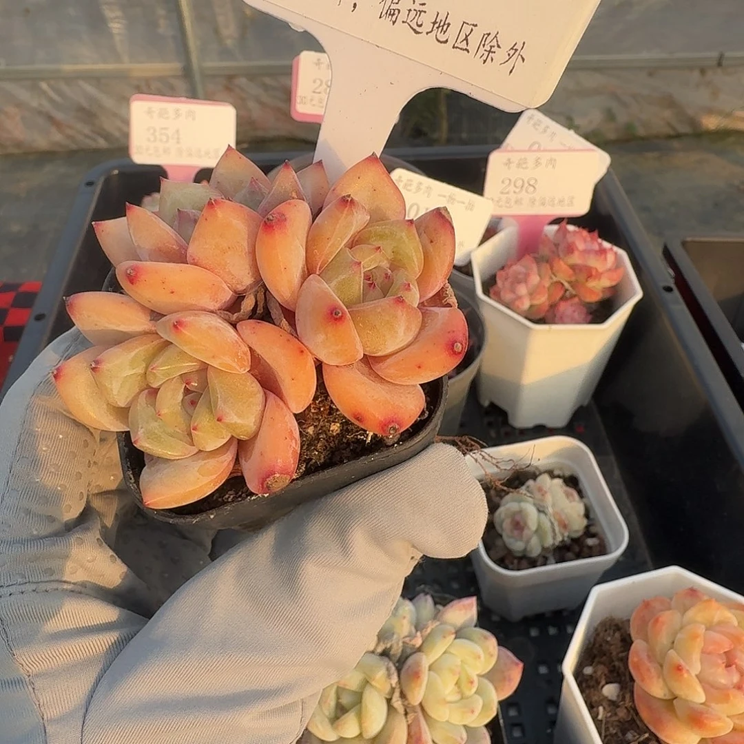 016 脱土 群生不包整 30元包邮非偏远