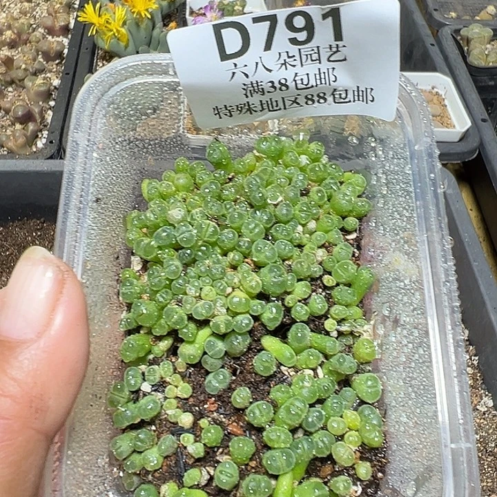 791号风铃一盒zzyyyxyxxyx