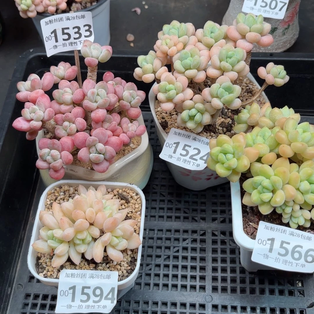 桔1533   1524  1594  1566四颗肉肉