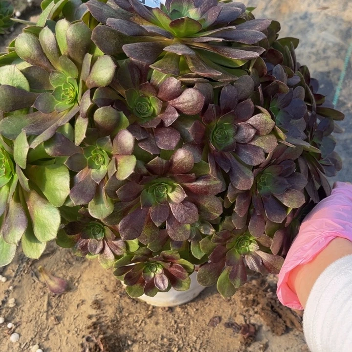 694 多肉法师不包断枝