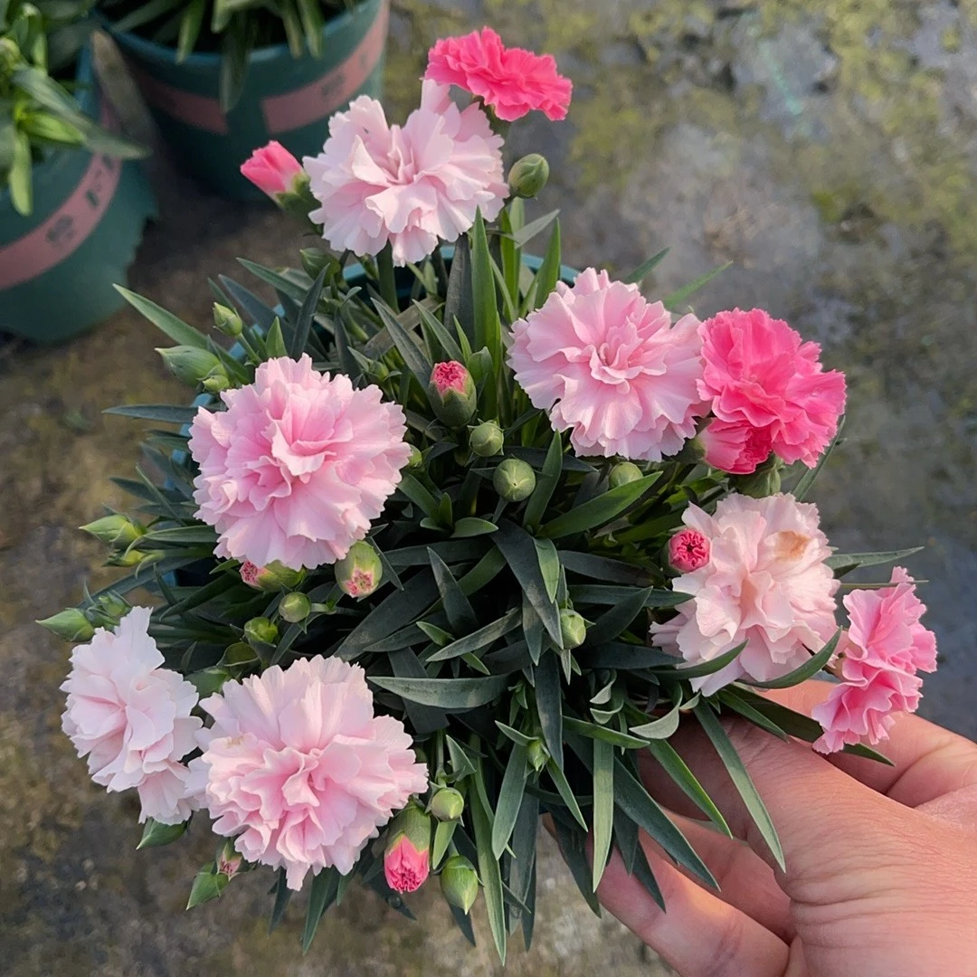 康乃馨盆栽带花苞石竹花绿色四季开花室内阳台种植绿植花卉好养活