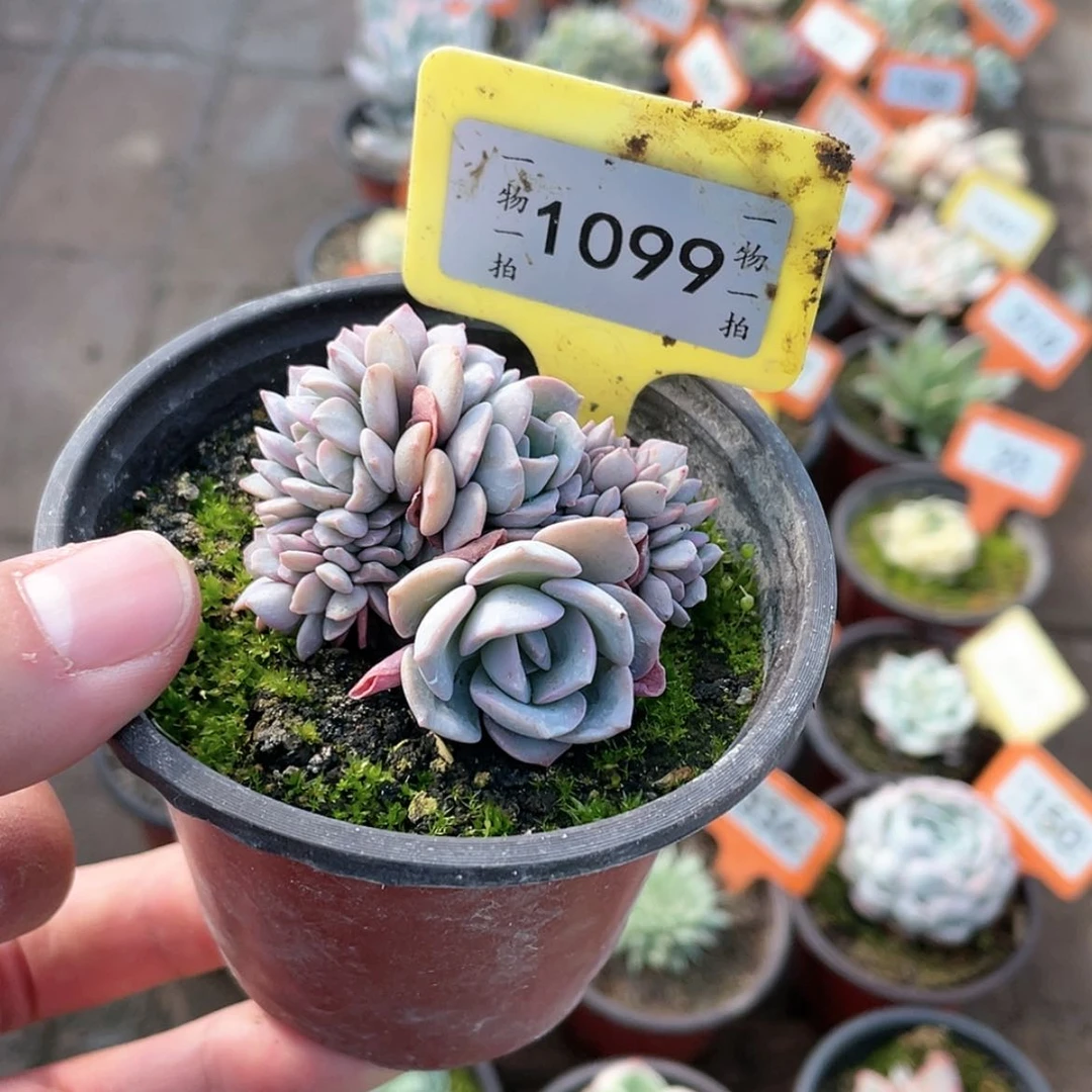 【闪购商品】1099号